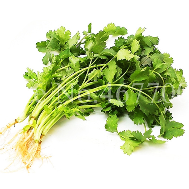 Hot Sale! 400 pcs Seeds Bonsai Caraway Outdoor Coriander Parsley Coriandrum Sativum Healthy Potted Vegetables Garden Flower Supplies
Hot Sale! 400 pcs Seeds Bonsai Caraway Outdoor Coriander Parsley Coriandrum Sativum Healthy Potted Vegetables Garden Flower Supplies