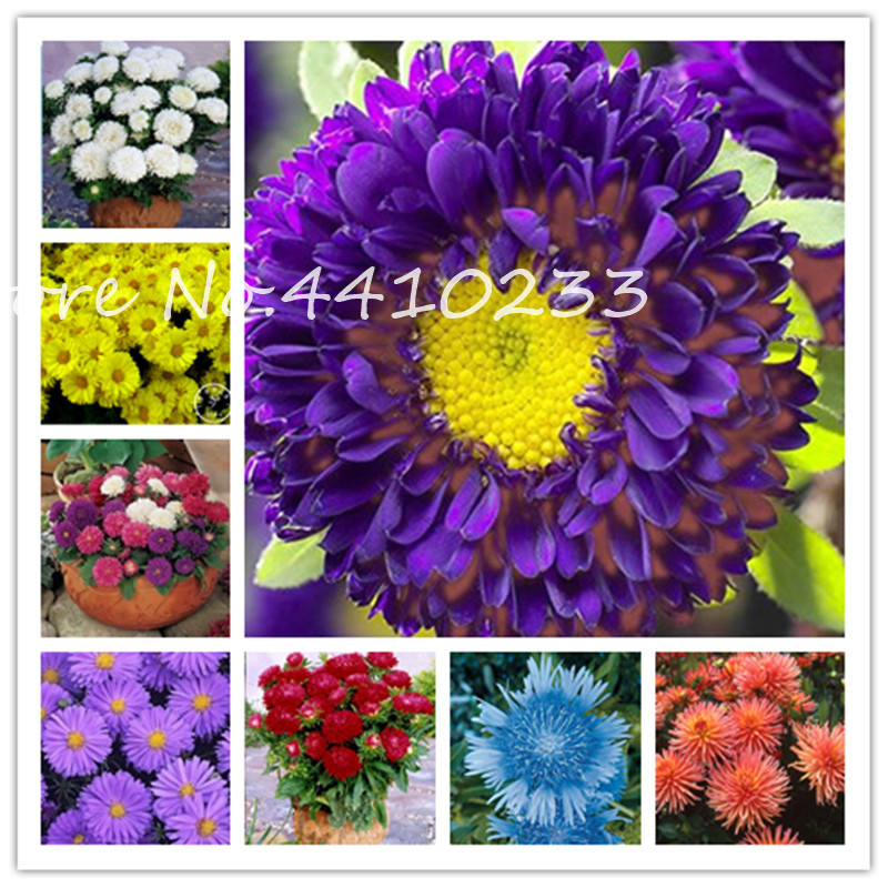 100 Pcs Aster Bonsai Beautiful Flower Sementes Mixed Chrysanthemum Flower Dwarf Bonsai Tree Plant For Home Garden Decoration
100 Pcs Aster Bonsai Beautiful Flower Sementes Mixed Chrysanthemum Flower Dwarf Bonsai Tree Plant For Home Garden Decoration