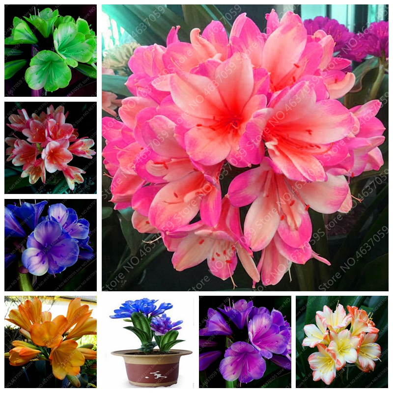 100 pcs/ bag Bonsai Clivia Flower Beautiful Bush Lily Potted Plants Perennial Indoor Flowering Clivia Miniata Garden Planting
100 pcs/ bag Bonsai Clivia Flower Beautiful Bush Lily Potted Plants Perennial Indoor Flowering Clivia Miniata Garden Planting