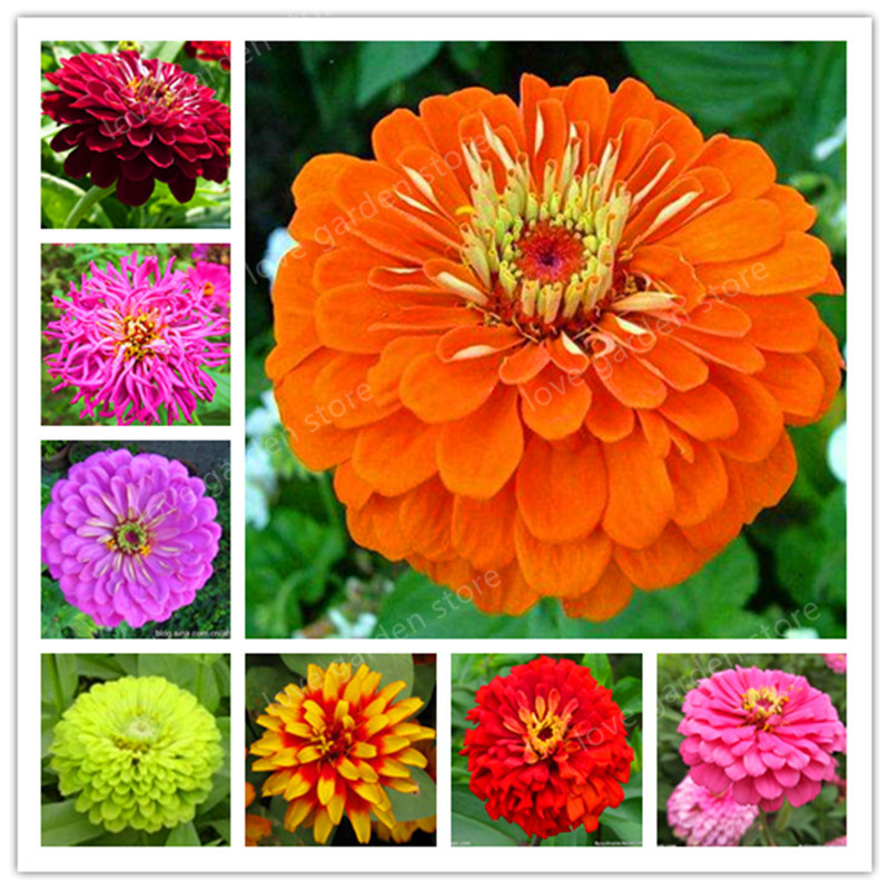 Loss Promotion! Zinnia bonsai Perennial Flowering Plants Easy planting Potted Charming Chinese Flowers garden 100 Pcs/Bag
Loss Promotion! Zinnia bonsai Perennial Flowering Plants Easy planting Potted Charming Chinese Flowers garden 100 Pcs/Bag