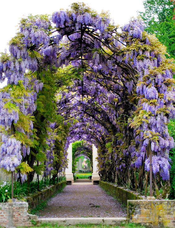 Sale! Wisteria Seeds bonsai flower seeds wisteria tree plant perennial flowers climbing growth for home garden 100 pcs Free Shipping
Sale! Wisteria Seeds bonsai flower seeds wisteria tree plant perennial flowers climbing growth for home garden 100 pcs Free Shipping