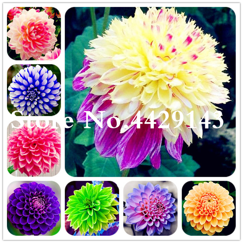 Rare Mixed Colors Dahlia Flower Beautiful Perennial Flower Bonsai plant seeds Dahlia flower plant for DIY Home Garden 200 Pcs/Bag for sale
Rare Mixed Colors Dahlia Flower Beautiful Perennial Flower Bonsai plant seeds Dahlia flower plant for DIY Home Garden 200 Pcs/Bag for sale