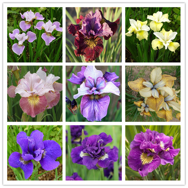 300 Pcs Mixed Light Iris Flower seeds Perennia Flower Bonsai Bearded Iris Nature Easy Grow Plants Orchid Flower Diy For Garden
300 Pcs Mixed Light Iris Flower seeds Perennia Flower Bonsai Bearded Iris Nature Easy Grow Plants Orchid Flower Diy For Garden