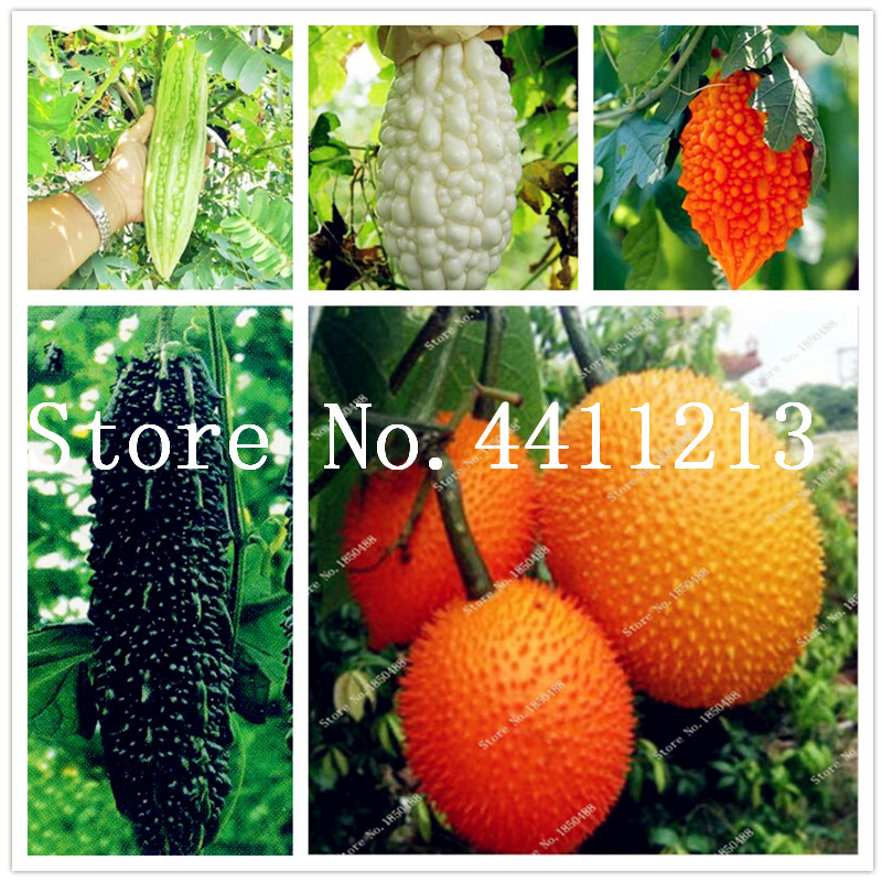 High Quatity 50 Pcs Bitter Gourd Bonsai plant seeds Vegetable Momordica Charantia Balsam Apple Bitter cucumber Herbs Family Garden Easy Grow
High Quatity 50 Pcs Bitter Gourd Bonsai plant seeds Vegetable Momordica Charantia Balsam Apple Bitter cucumber Herbs Family Garden Easy Grow