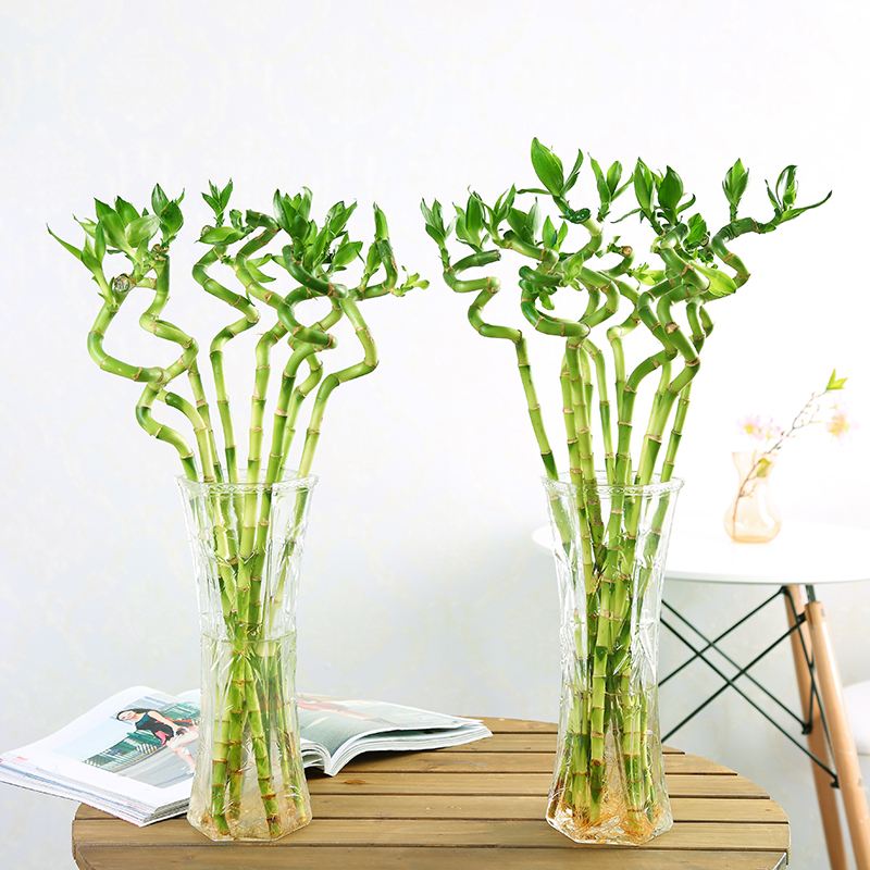 Hot Sale! 50 Pcs New Fresh Indoor Bamboo Bonsai plant seeds, House Good Luck Bamboo Pot, Exotic Potted Plant for Home Garden Easy to Grow
Hot Sale! 50 Pcs New Fresh Indoor Bamboo Bonsai plant seeds, House Good Luck Bamboo Pot, Exotic Potted Plant for Home Garden Easy to Grow