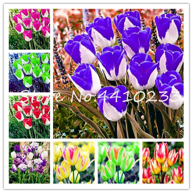 500 Pcs Tulip Bonsai plant seeds Rare Flower Plants Ice Cream As Beautiful Tulips Potted Perennial Home Gardens Tulip Pants Symbolize Love
500 Pcs Tulip Bonsai plant seeds Rare Flower Plants Ice Cream As Beautiful Tulips Potted Perennial Home Gardens Tulip Pants Symbolize Love