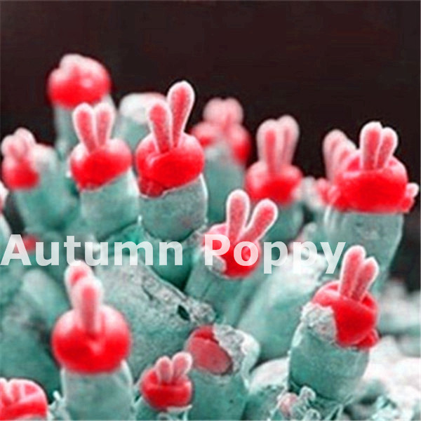 2000 Pc Stapelia Pulchella bonsai Lithops Mix Succulents Seeds Raw Stone Cactus plant Rare For Home Garden Flower Bonsai Plants
2000 Pc Stapelia Pulchella bonsai Lithops Mix Succulents Seeds Raw Stone Cactus plant Rare For Home Garden Flower Bonsai Plants