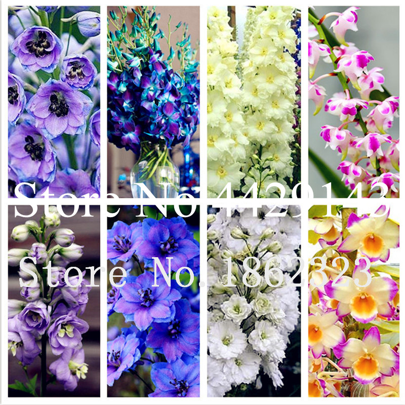 Free Shipping 200 Pcs Dendrobium plants Potted Flower bonsai plant seeds Variety Complete The Budding Rate 95% Mixed Colors Sement Easy Grow
Free Shipping 200 Pcs Dendrobium plants Potted Flower bonsai plant seeds Variety Complete The Budding Rate 95% Mixed Colors Sement Easy Grow