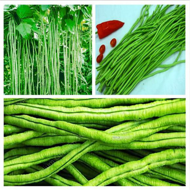 Hot Sale!Christmas plant Flower Plant gift,50Pcs Seeds Beans Phaseolus Vulgaris Plant Bonsai Plants Vegetables
Hot Sale!Christmas plant Flower Plant gift,50Pcs Seeds Beans Phaseolus Vulgaris Plant Bonsai Plants Vegetables