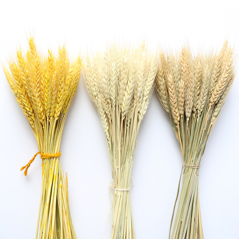 100Pcs/lot Real Wheat Ear Flower Natural Dried Flowers For Wedding Party Decoration DIY Craft Scrapbook Home Decor Wheat Bouquet, White
100Pcs/lot Real Wheat Ear Flower Natural Dried Flowers For Wedding Party Decoration DIY Craft Scrapbook Home Decor Wheat Bouquet, White