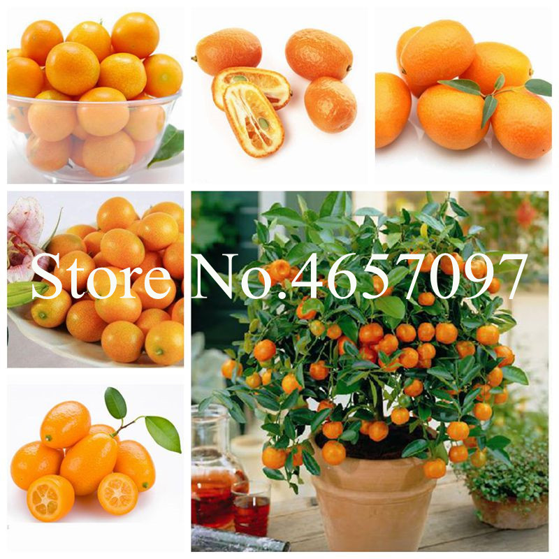 30 pcs Hot Sale Kumquat Bonsai Orange seeds Balcony Patio Potted Lots Fruit Tree Tasty Juicy Orange Plant For Home And Garden Planting
30 pcs Hot Sale Kumquat Bonsai Orange seeds Balcony Patio Potted Lots Fruit Tree Tasty Juicy Orange Plant For Home And Garden Planting