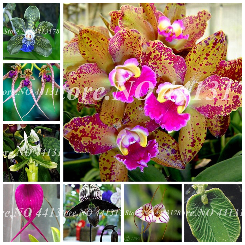 Sales! 200 pcs/ bag Seeds Bonsai Orchid Flower Outdoor & Indoor Blooming Potted Flore Perennial Garden Plant for Home Garden Decor
Sales! 200 pcs/ bag Seeds Bonsai Orchid Flower Outdoor & Indoor Blooming Potted Flore Perennial Garden Plant for Home Garden Decor