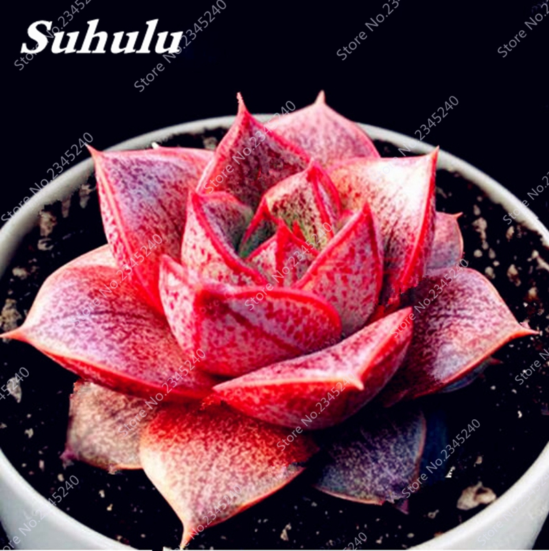 Sale! 200 Pcs/ Lot Succulent Mixed Sempervivum Grass (Sempervivum Hybridum) Bonsai Plant seeds Flower Outdoor indoor Planta for Home Garden
Sale! 200 Pcs/ Lot Succulent Mixed Sempervivum Grass (Sempervivum Hybridum) Bonsai Plant seeds Flower Outdoor indoor Planta for Home Garden