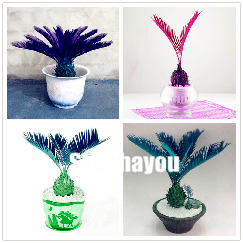 Sale! 20 pcs/bag Seeds Cycas Bonsai, Sago Palm Tree plant, bonsai flower plant, the budding rate 97% rare potted plant for home garden
Sale! 20 pcs/bag Seeds Cycas Bonsai, Sago Palm Tree plant, bonsai flower plant, the budding rate 97% rare potted plant for home garden