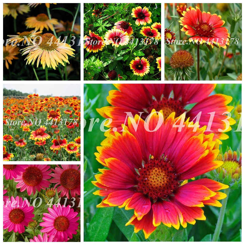 50 pcs/ bag Rare Gaillardia Pulchella Indian Gorgeous Bonsai Potted Perennial Chrysanthemum Flower Garden Plant Easy to Grow
50 pcs/ bag Rare Gaillardia Pulchella Indian Gorgeous Bonsai Potted Perennial Chrysanthemum Flower Garden Plant Easy to Grow