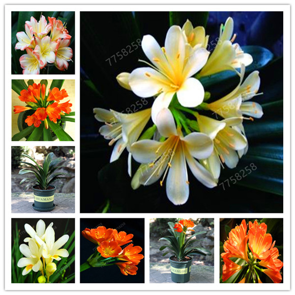 100 Pcs Gorgeous Clivia bonsai (Kaffir Lily ) , Rare Bonsai Flower , Indoor Bonsai Clivia Miniata Flower flores for Home Garden
100 Pcs Gorgeous Clivia bonsai (Kaffir Lily ) , Rare Bonsai Flower , Indoor Bonsai Clivia Miniata Flower flores for Home Garden