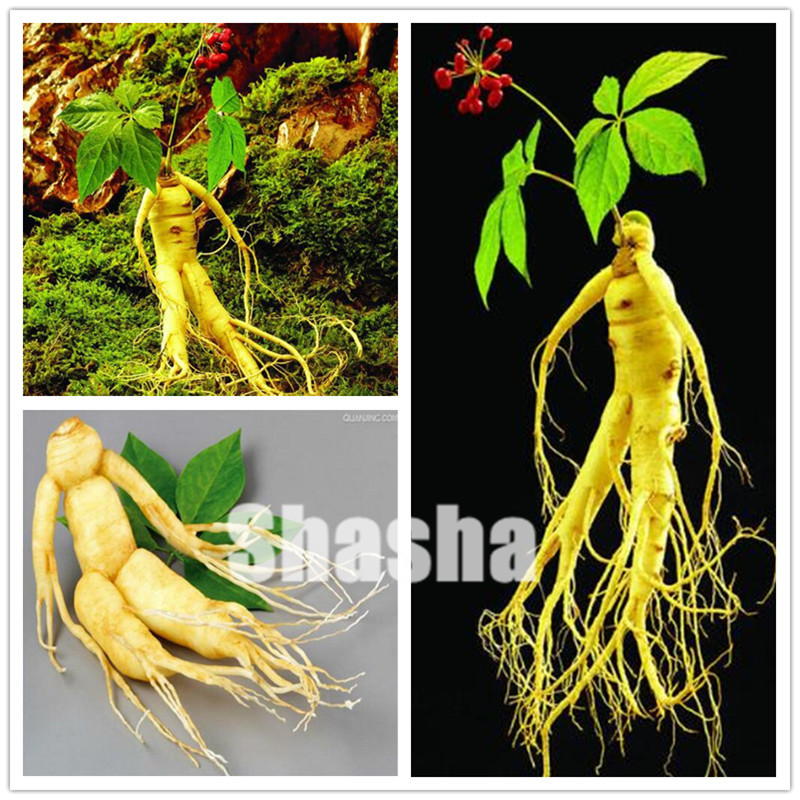 High quatity 20 pcs Chinese Hardy Panax Ginseng seeds Korea Ginseng bonsai King Of Herbs Plants Home High-nutrition Vegetable And Fruit
High quatity 20 pcs Chinese Hardy Panax Ginseng seeds Korea Ginseng bonsai King Of Herbs Plants Home High-nutrition Vegetable And Fruit