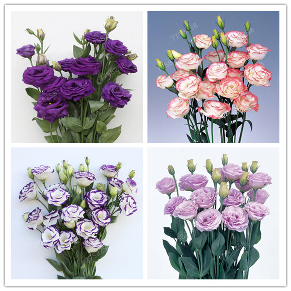 500 pcs / bag, rare Eustoma flower seeds, potted plant, Lisianthus , Mixed colors flower plant, variety complete,the budding rate 97%
500 pcs / bag, rare Eustoma flower seeds, potted plant, Lisianthus , Mixed colors flower plant, variety complete,the budding rate 97%