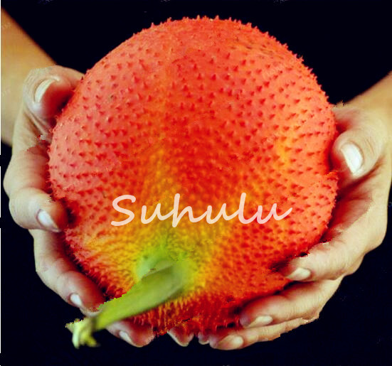 Home Garden Plant 40pcs Seeds Bonsai Gac Superfruit Bonsai,Momordica Cochinchinensis Spreng,Spring Gaint Bitter Cucumber Free Shipping
Home Garden Plant 40pcs Seeds Bonsai Gac Superfruit Bonsai,Momordica Cochinchinensis Spreng,Spring Gaint Bitter Cucumber Free Shipping