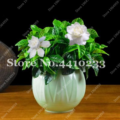 200 Pcs Seeds Bonsai Gardenia Jasminoides Flower Outdoor Fragrant Flowers White Cape Jasmine Blooming Flore Dwarf Tree For Home Pots
200 Pcs Seeds Bonsai Gardenia Jasminoides Flower Outdoor Fragrant Flowers White Cape Jasmine Blooming Flore Dwarf Tree For Home Pots