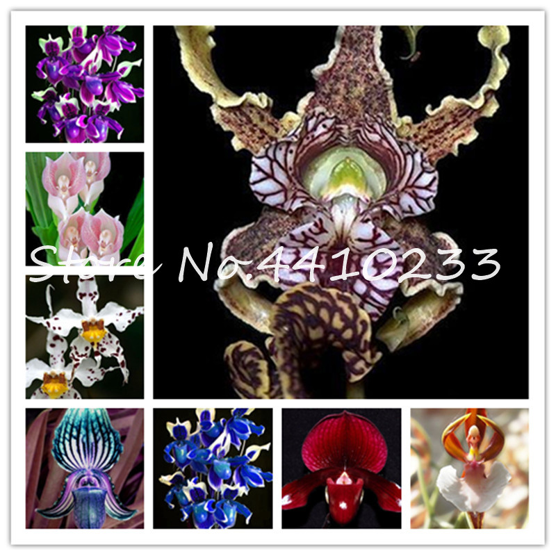 200 Pcs Unique Black Cymbidium Faberi Flower Bonsai plant seeds Flowering Monkey Face Orchid Bonsai Perennial Plants Orchid Flower Bonsai
200 Pcs Unique Black Cymbidium Faberi Flower Bonsai plant seeds Flowering Monkey Face Orchid Bonsai Perennial Plants Orchid Flower Bonsai