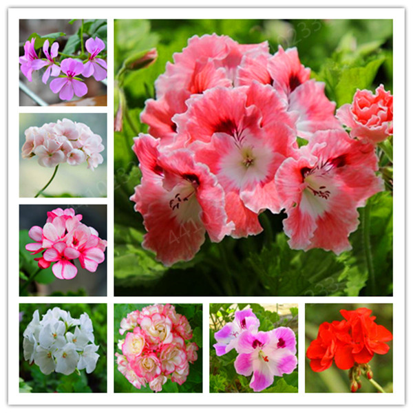 100 Pcs Colorful Bonsai Geranium Flower Rare Variegated Geranium Bonsai Potted Indoor Rooms Home Garden Flower For Bonsai Plant
100 Pcs Colorful Bonsai Geranium Flower Rare Variegated Geranium Bonsai Potted Indoor Rooms Home Garden Flower For Bonsai Plant
