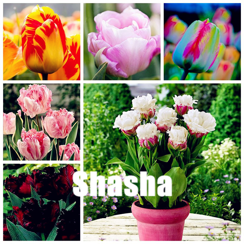 200 pcs/bag Seeds Tulip plants Rare bonsai flower flores ice cream as beautiful tulips potted perennial home gardens Ornamental Plants