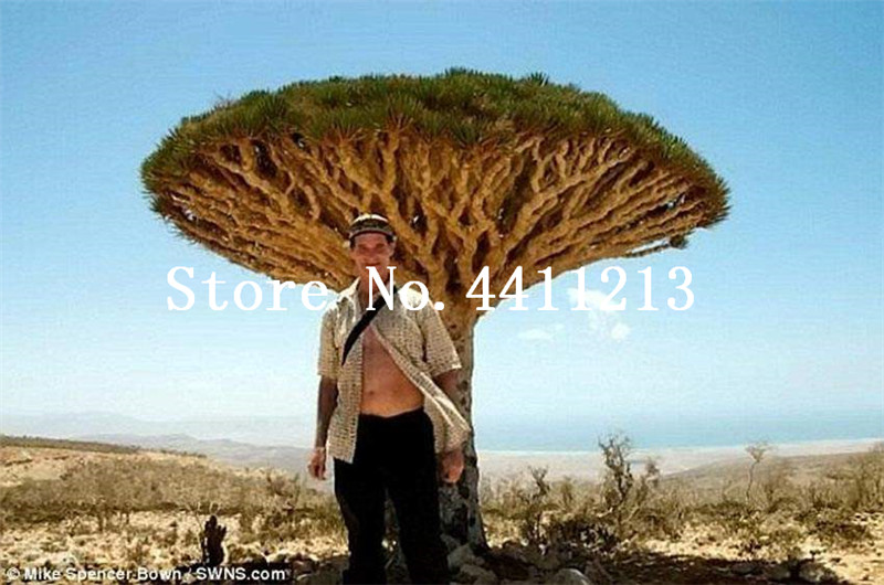20pcs Dracaena tree Bonsai plant seeds,Dragon Blood Tree, rare Giant Flower plant potted Natural Growth for Home Garden the Budding Rate 97%
20pcs Dracaena tree Bonsai plant seeds,Dragon Blood Tree, rare Giant Flower plant potted Natural Growth for Home Garden the Budding Rate 97%