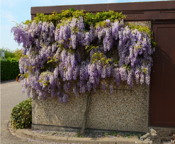 Bonsai 30 pcs bonsai plant climbing wisteria flower seeds outdoor patio garden flowers japanese wisteria fresh workable amazing climber
Bonsai 30 pcs bonsai plant climbing wisteria flower seeds outdoor patio garden flowers japanese wisteria fresh workable amazing climber