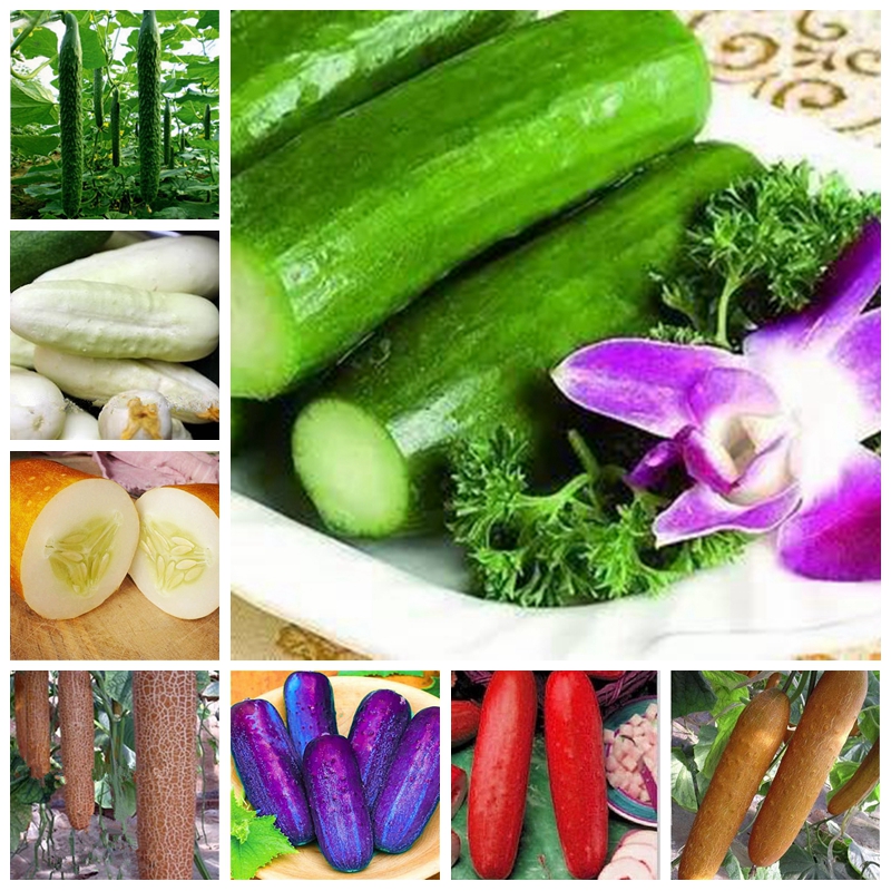 200 pcs Seeds Green Cucumber Bonsai Long Japanese Outdoor Cucumber Plant In Bonsai Delicious Vegetable & Fruit Planta For Home Garden
200 pcs Seeds Green Cucumber Bonsai Long Japanese Outdoor Cucumber Plant In Bonsai Delicious Vegetable & Fruit Planta For Home Garden