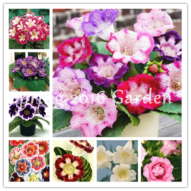 200 Pcs/Bag Rare Real Sinningia Speciosa plant Beautiful Bonsai Gloxinia Flower seeds plant Potted dwarf Gloxinia Plant For Home Garden
200 Pcs/Bag Rare Real Sinningia Speciosa plant Beautiful Bonsai Gloxinia Flower seeds plant Potted dwarf Gloxinia Plant For Home Garden