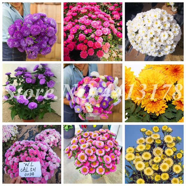 300 pcs/ bag Seeds Bonsai Rare Flower Aster CALLISTEPHUS Chinese Chrysanthemum Mixed Color Bonsai for Home Garden Decor
300 pcs/ bag Seeds Bonsai Rare Flower Aster CALLISTEPHUS Chinese Chrysanthemum Mixed Color Bonsai for Home Garden Decor