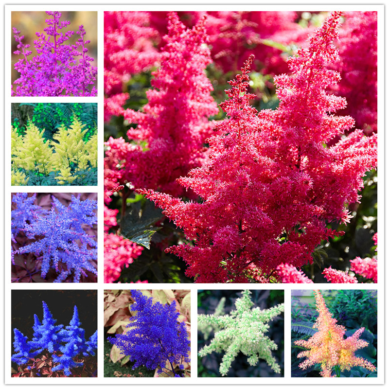 Sale !200 Pcs Seeds Mixed Astilbe Bonsai, Exotic Beautiful Potted Flower Flores, Bonsai Plantas For Home & Garden Chinese Astilbe Tree
Sale !200 Pcs Seeds Mixed Astilbe Bonsai, Exotic Beautiful Potted Flower Flores, Bonsai Plantas For Home & Garden Chinese Astilbe Tree