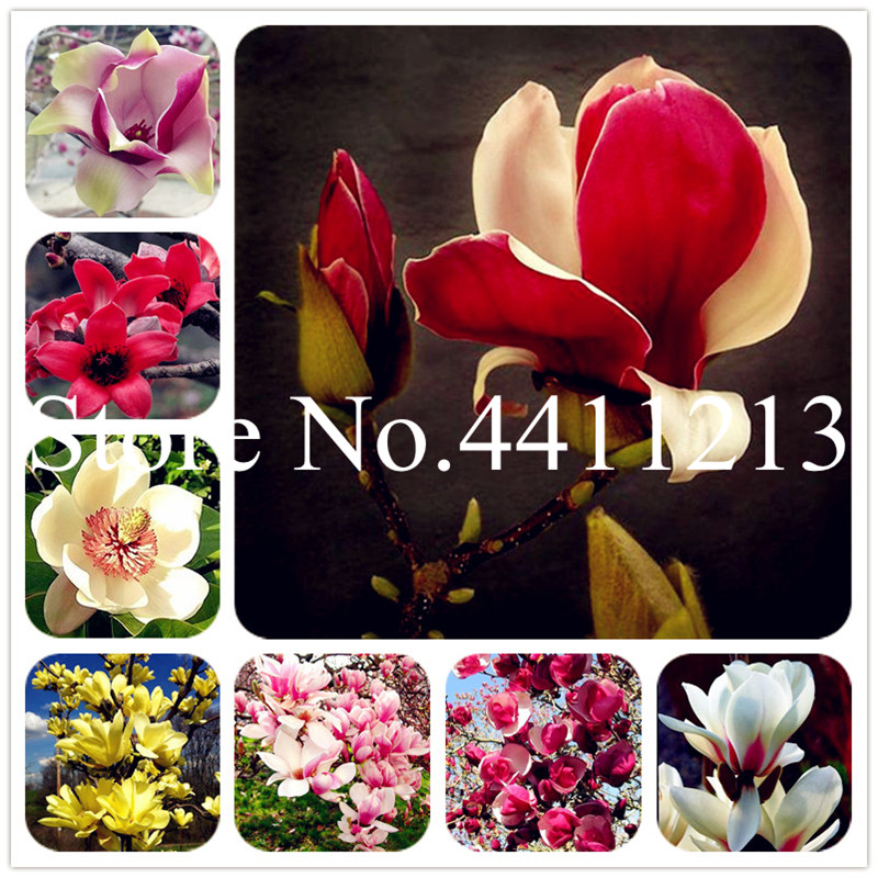 20 pcs Bonsai Magnolia plant Magnolia Tree Bonsai plant seeds Beautiful Flower plant Indoor Or Ourdoor Potted Plants DIY For Home Garden
20 pcs Bonsai Magnolia plant Magnolia Tree Bonsai plant seeds Beautiful Flower plant Indoor Or Ourdoor Potted Plants DIY For Home Garden