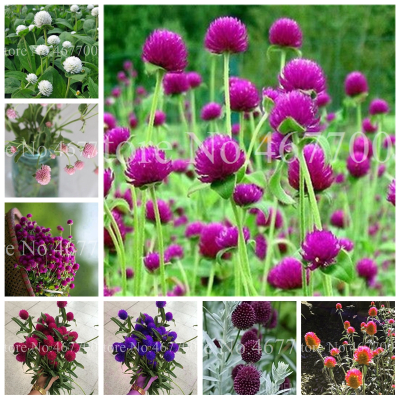 200 Pcs Seeds Mix Gomphrenae Globosa Bonsai Flower Globe Amaranth,Garden Outdoor Flower Garden Pots, Planting is Simple, Easy to Grow
200 Pcs Seeds Mix Gomphrenae Globosa Bonsai Flower Globe Amaranth,Garden Outdoor Flower Garden Pots, Planting is Simple, Easy to Grow