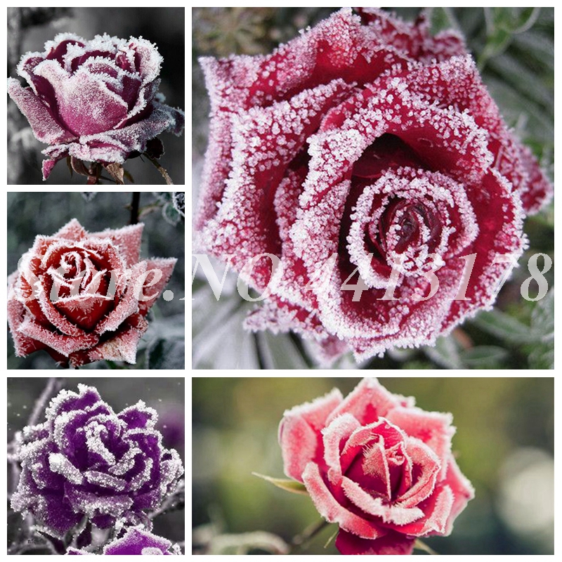 1000pcs/ bag Bonsai plant seeds Potted Snow Rose Flower Plant Outdoor Blooming Aromatic Rosa Flore Planta for Home Garden Decor Easy to Grow
1000pcs/ bag Bonsai plant seeds Potted Snow Rose Flower Plant Outdoor Blooming Aromatic Rosa Flore Planta for Home Garden Decor Easy to Grow