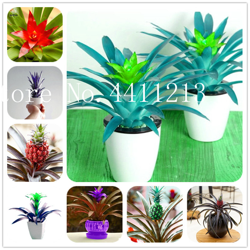 2020 New Product Pineapple Bonsai plant seeds 200 Pcs/Bag Dwarf Pineapple Plant Tree Fruit Rare Bonsai Plants For Home Garden Decoration
2020 New Product Pineapple Bonsai plant seeds 200 Pcs/Bag Dwarf Pineapple Plant Tree Fruit Rare Bonsai Plants For Home Garden Decoration