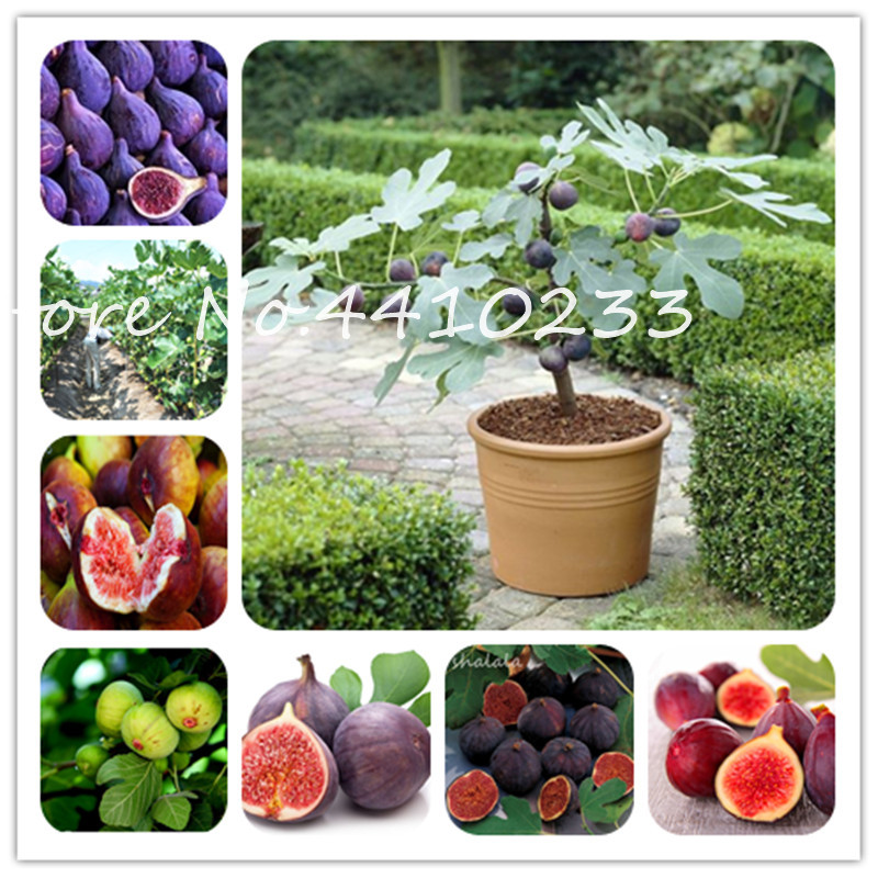 50 Pcs Tropical Fig Bonsai Fruit Mini Fig Outdoor Tree Bonsai Plant Sweet Fruit for Home Garden Planta High Germination
50 Pcs Tropical Fig Bonsai Fruit Mini Fig Outdoor Tree Bonsai Plant Sweet Fruit for Home Garden Planta High Germination