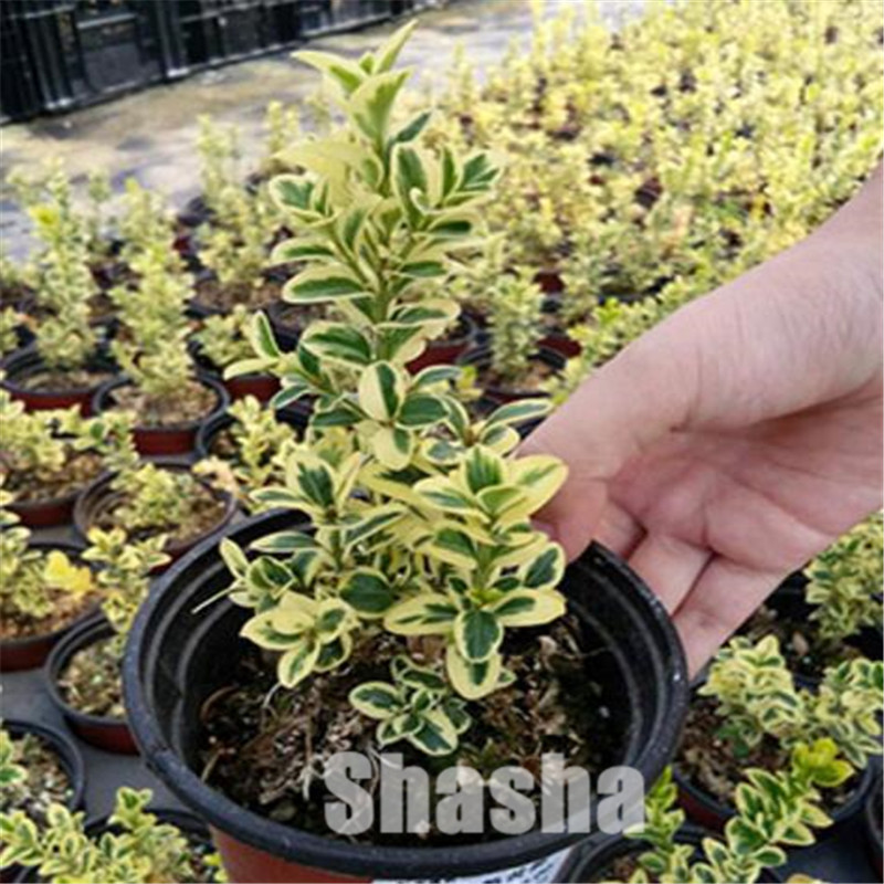 50 Pcs/Bag Bonsai Boxwood seeds Good For Families Absorb Formaldehyde Potted Tree Decorative Greening Home Garden Plant Bonsai
50 Pcs/Bag Bonsai Boxwood seeds Good For Families Absorb Formaldehyde Potted Tree Decorative Greening Home Garden Plant Bonsai