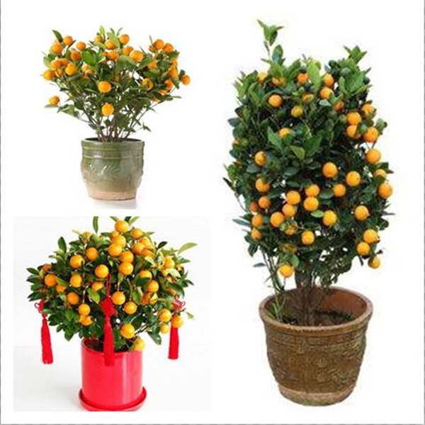 Bonsai 20 Pcs Orange Potted Edible Tangerine Citrus Fruit Dwarf Orange Tree Indoor Plant For Home Garden Non-GMO plants
Bonsai 20 Pcs Orange Potted Edible Tangerine Citrus Fruit Dwarf Orange Tree Indoor Plant For Home Garden Non-GMO plants