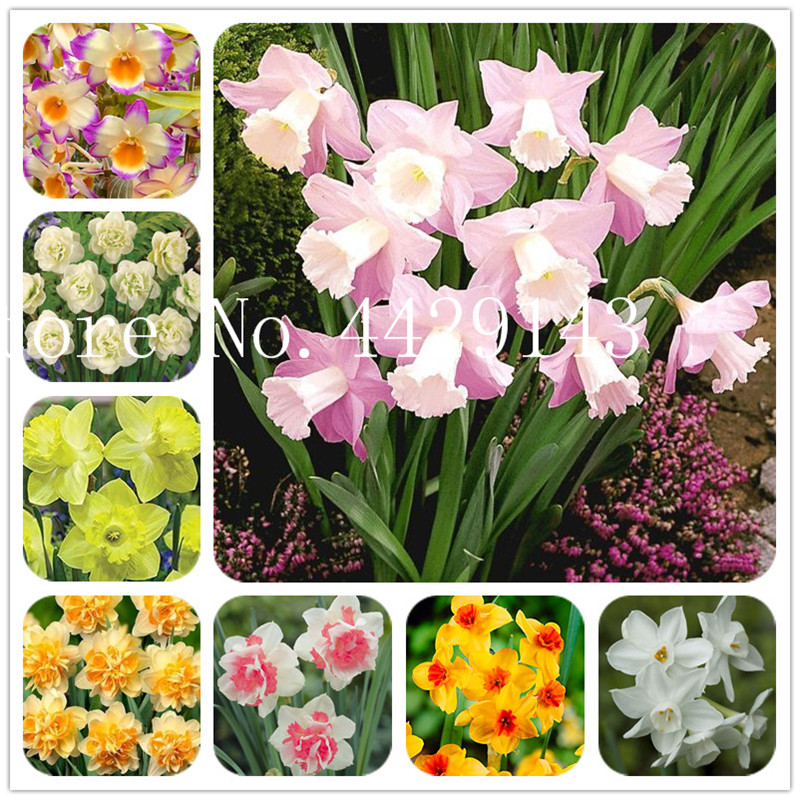 200 Pcs/Bag Bonsai Narcissus flower seeds, Daffodil Flower bonsai, Aquatic Plants Double Petals Narcissus Garden Plant Easy to Grow
200 Pcs/Bag Bonsai Narcissus flower seeds, Daffodil Flower bonsai, Aquatic Plants Double Petals Narcissus Garden Plant Easy to Grow