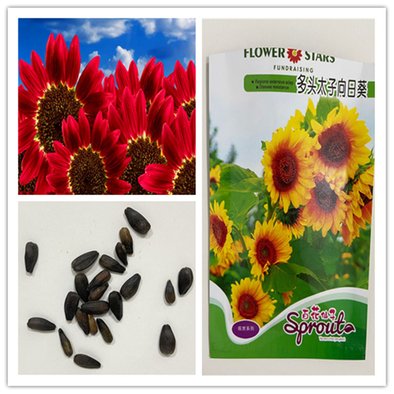 1 pack Original package Sunflower Bonsai Flower seeds, Sunflower Flower, Indoor Bonsai Flower Plant for Home Garden Ornamental Plants NO6
1 pack Original package Sunflower Bonsai Flower seeds, Sunflower Flower, Indoor Bonsai Flower Plant for Home Garden Ornamental Plants NO6