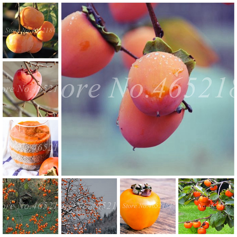 10 pcs/ bag Exotic Bonsai Persimmon Fruit Tree Outdoor Ebenaceae Juicy Potted Diospyros Kaki fruta Planta Home Garden Flower Pot
10 pcs/ bag Exotic Bonsai Persimmon Fruit Tree Outdoor Ebenaceae Juicy Potted Diospyros Kaki fruta Planta Home Garden Flower Pot