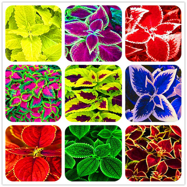 100pcs Seeds Rainbow leaf plant Colorful leaf grass Coleus Bonsai flower Cold-tolerant pot plants
100pcs Seeds Rainbow leaf plant Colorful leaf grass Coleus Bonsai flower Cold-tolerant pot plants
