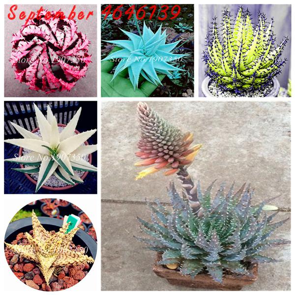 Hot Sale200Pcs Seeds Rare Color Aloe Bonsai Succulent Plants Mini Garden Planting, Edible Beauty Fruit Vegeable Pot PlantFree shipping
Hot Sale200Pcs Seeds Rare Color Aloe Bonsai Succulent Plants Mini Garden Planting, Edible Beauty Fruit Vegeable Pot PlantFree shipping