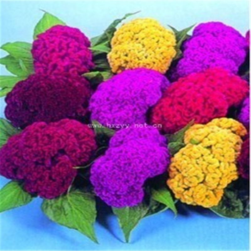 Hot Sale!200 Pcs Cockscomb Seeds Bonsai Plants Perennial for Home Garden Courtyard Flower plant
Hot Sale!200 Pcs Cockscomb Seeds Bonsai Plants Perennial for Home Garden Courtyard Flower plant
