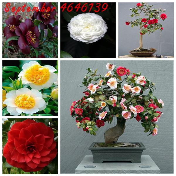 20 pcs Seeds Camellia Bonsai DIY Potted Plants Flower Bonsai Perennial Indoor Outdoor Bonsai Pot Plant For Home Garden Free shipping
20 pcs Seeds Camellia Bonsai DIY Potted Plants Flower Bonsai Perennial Indoor Outdoor Bonsai Pot Plant For Home Garden Free shipping