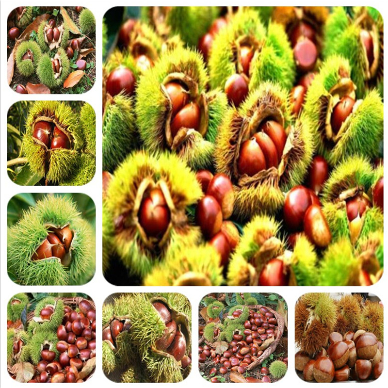 Promotion 2pcs Chestnut nut bonsai plant delicious fruit tree easy grow Sweet plant free shipping Free shipping Easy to grow
Promotion 2pcs Chestnut nut bonsai plant delicious fruit tree easy grow Sweet plant free shipping Free shipping Easy to grow