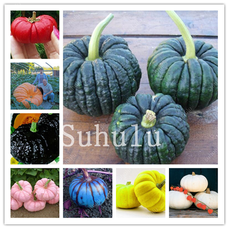 50 pcs seeds Garden Supplies Giant Pumpkin Bonsai Very Heavy Atlantic Giant Pumpkin Melon Plants Organic Vegetable Food For Home Garden
50 pcs seeds Garden Supplies Giant Pumpkin Bonsai Very Heavy Atlantic Giant Pumpkin Melon Plants Organic Vegetable Food For Home Garden