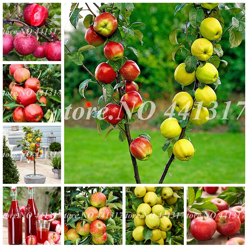 50 Pcs Sweet Apple Bonsai Fruit Tree Organic Delicious Four Season Sowing Rare Green Fruit Potted Plants Healthy Garden Flower
50 Pcs Sweet Apple Bonsai Fruit Tree Organic Delicious Four Season Sowing Rare Green Fruit Potted Plants Healthy Garden Flower